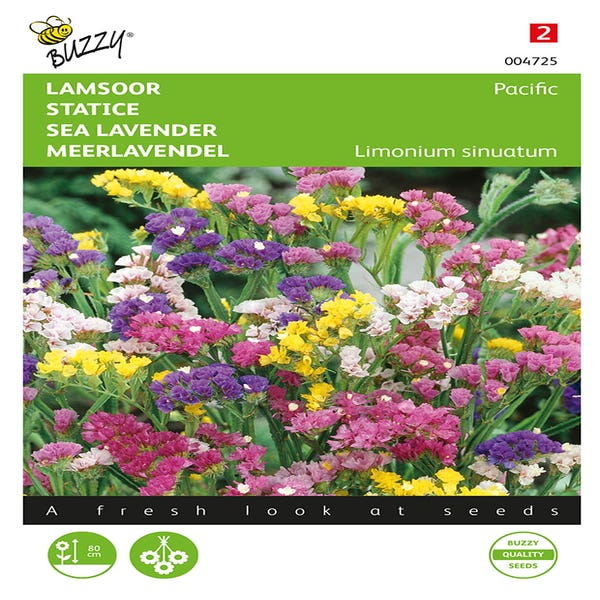 Limonium, Statice Pacific gemischt
