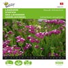 Lamsoor (Limonium sinuatum 'Purple Attraction')