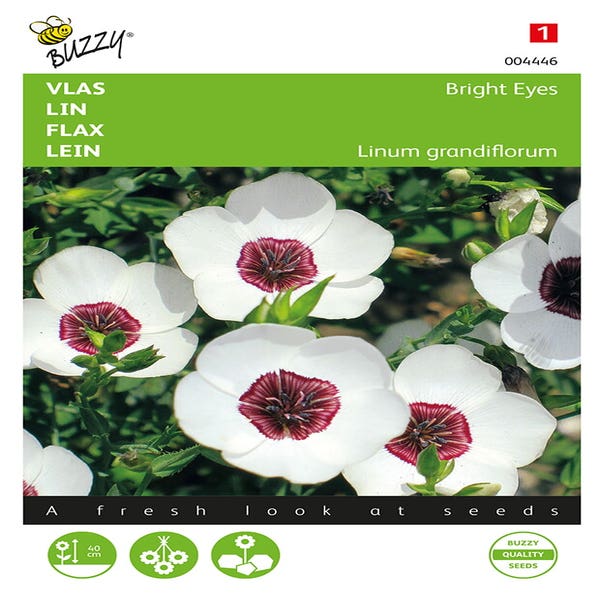 Leinen (Linum grandiflorum 'Bright Eyes')