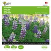 Lupine (Lupinus nanus 'Pixie Delight')