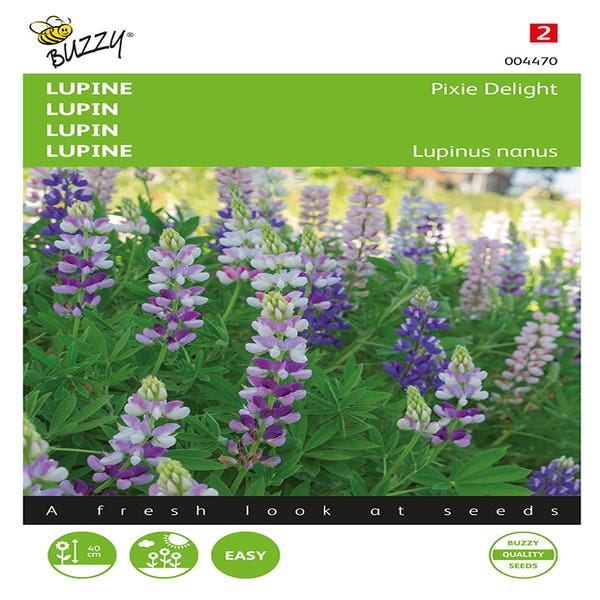 Lupine (Lupinus nanus 'Pixie Delight')