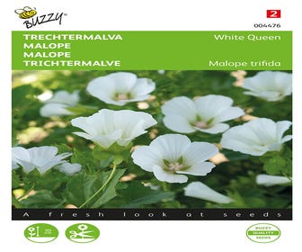 Trichtermallow (Malope trifida 'White Queen')