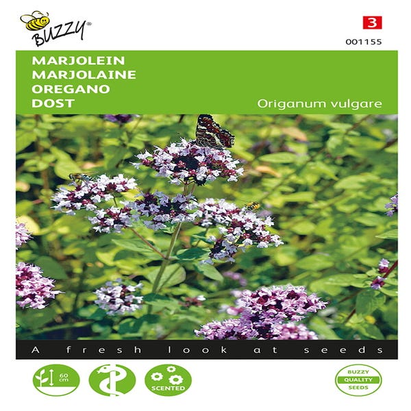 Majoran (Origanum vulgare 'Oregano')