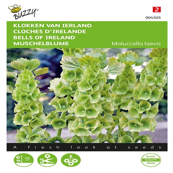 Irische Glocken (Moluccella laevis)