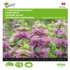 Zitronen-Bergamotte (Monarda citriodora)