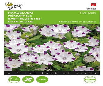 Glockenblume (Nemophila maculata 'Five spot')