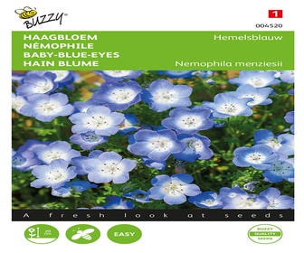 Heckenblume (Nemophila menziesii 'Hemelsblauw')