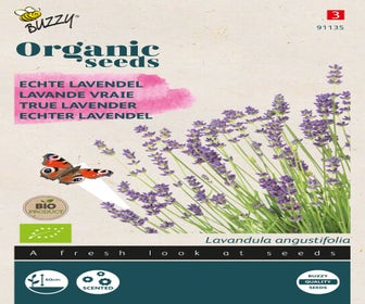Echter Lavendel ( Lavandula 'angustifolia') (BIO)