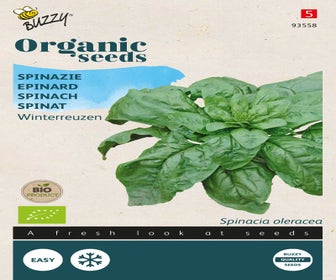 Spinat Winterriesen (BIO)
