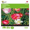Papaver, Mohn gemischt