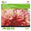 Schlafmohn (Papaver somniferum 'Flemish Antique')