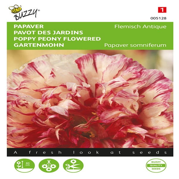 Schlafmohn (Papaver somniferum 'Flemish Antique')