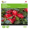 Paprika Redskin F1