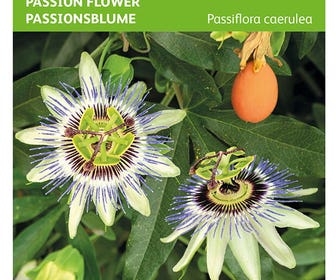 Passionsblume (Passiflora caerulea)
