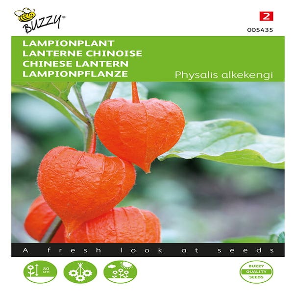 Lampionpflanze (Physalis alkekengi 'franchetti')