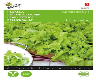 Pflücksalat Australische Gelbe