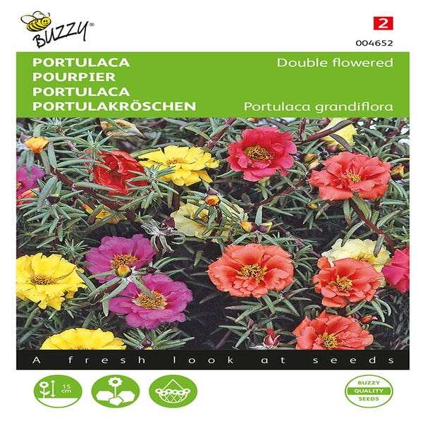 Portulaca gefüllt gemischt