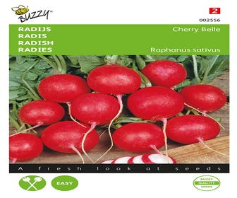 Rettich Cherry Belle