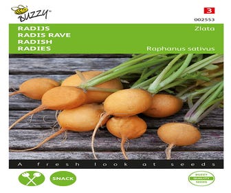 Rettich Zlata, gelbe