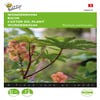 Wunderbaum (Ricinus communis)