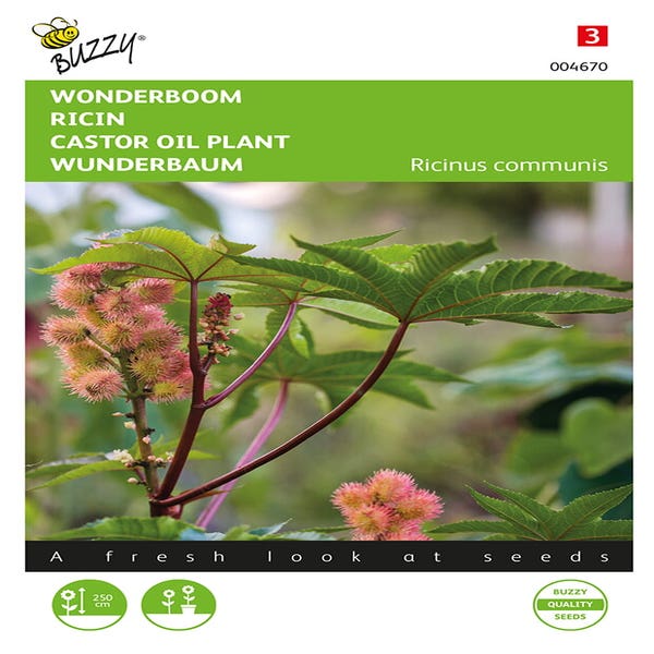 Wunderbaum (Ricinus communis)