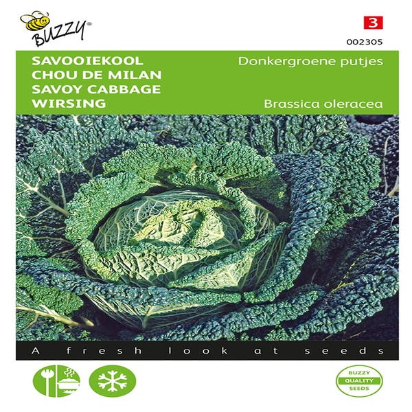 Wirsing Dunkelgrüne Pflänzchen