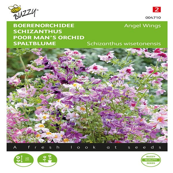 Bauernorchidee (Schizanthus wisetonensis 'Angel Wings')