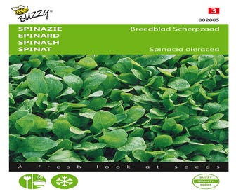 Spinat Breitblatt Scharfsamen