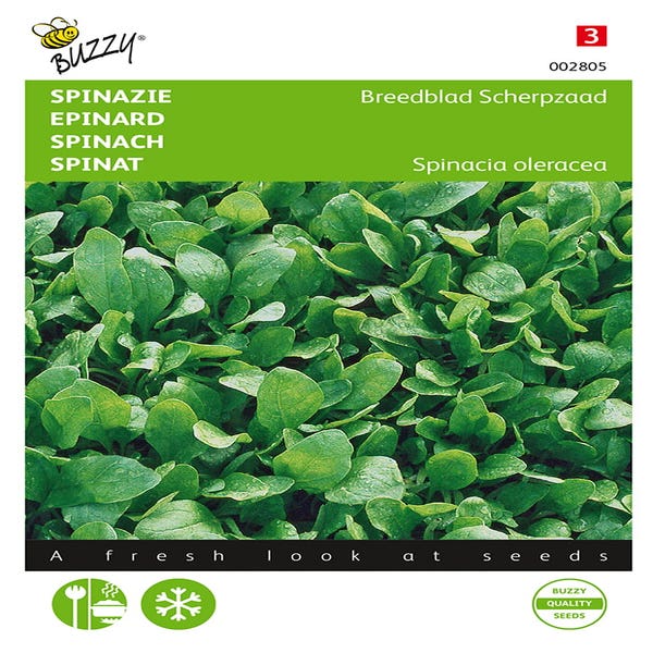 Spinat Breitblatt Scharfsamen