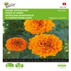 Hohe Afrikaner (Tagetes erecta 'Hawaii oranje')
