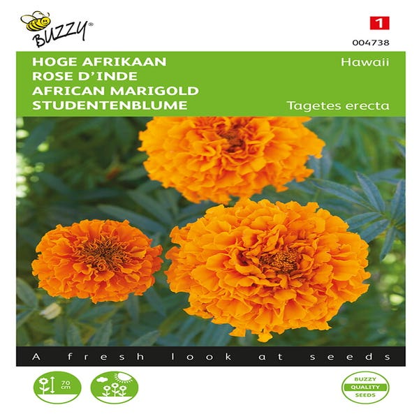 Hohe Afrikaner (Tagetes erecta 'Hawaii oranje')