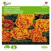 Niedrige Afrikanerin (Tagetes patula nana 'Bolero')