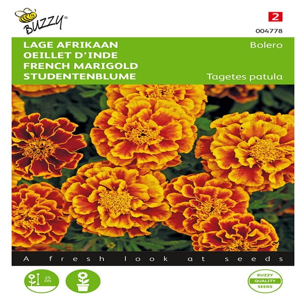 Niedrige Afrikanerin (Tagetes patula nana 'Bolero')