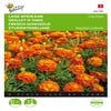 Tagetes, niedriger Afrikaner Carmen