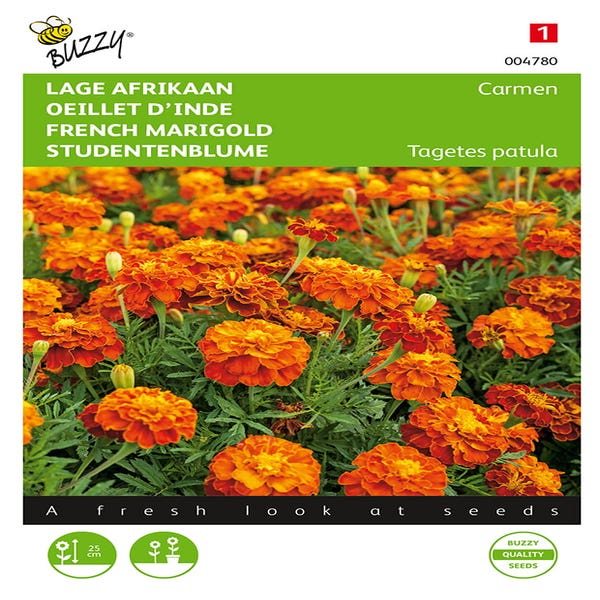Tagetes, niedriger Afrikaner Carmen