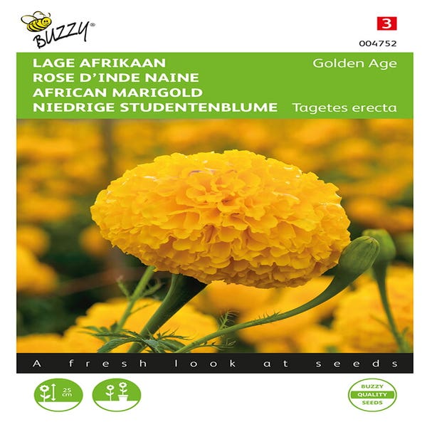 Niedrige Afrikanerin (Tagetes erecta 'Golden Age')
