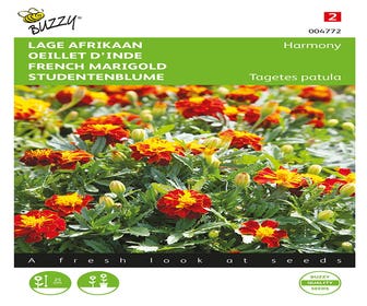 Niedrige Afrikanerin (Tagetes patula nana 'Harmony')