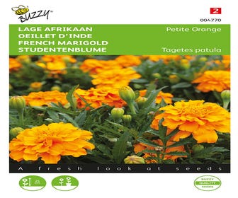 Niedrige Afrikanerin (Tagetes patula nana 'Petite Orange')