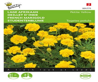 Niedrige Afrikanerin (Tagetes patula nana 'Petite Yellow')