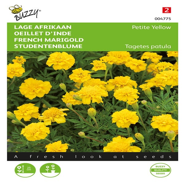 Niedrige Afrikanerin (Tagetes patula nana 'Petite Yellow')
