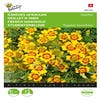 Randjes Afrikaner (Tagetes tenuifolia 'Starfire')