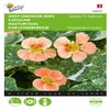 Kapuzinerkresse (Tropaeolum Majus 'Alaska Salmon')