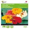 Tropaeolum, Kapuzinerkresse Glorious Gleam