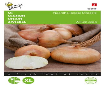 Zwiebel Noordhollandse Strogele