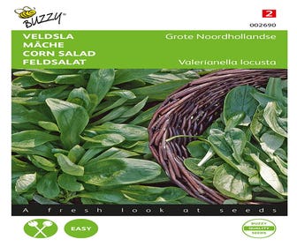 Feldsalat Große Nordholland