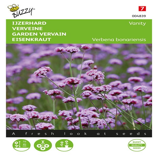 Eisenkraut (Verbena bonariensis 'Vanity')