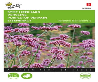 Steife Eisenkraut (Verbena bonariensis)