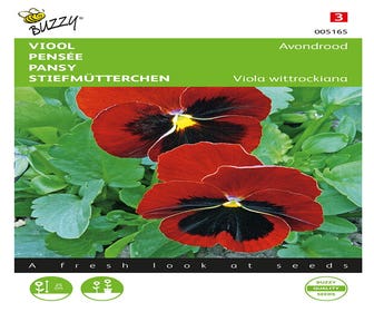 Viole (Viola wittrockiana 'Avondrood')
