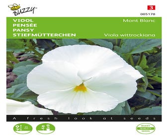 Viole (Viola wittrockiana 'Mont Blanc')