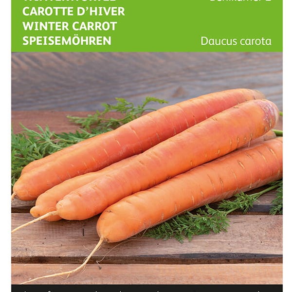 Winterkarotte Berlikumer 2